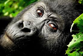 Uganda: Encuentro mágico con los gorilas de montaña